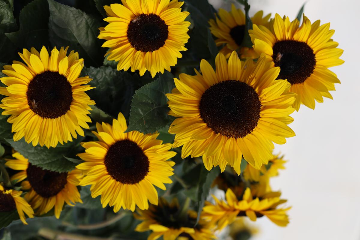 Andrea Begunk;Sunflowers for Ukraine