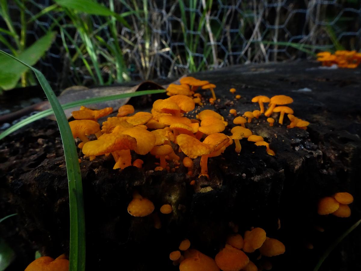 Anuke Rnanweera;fungi in my garden