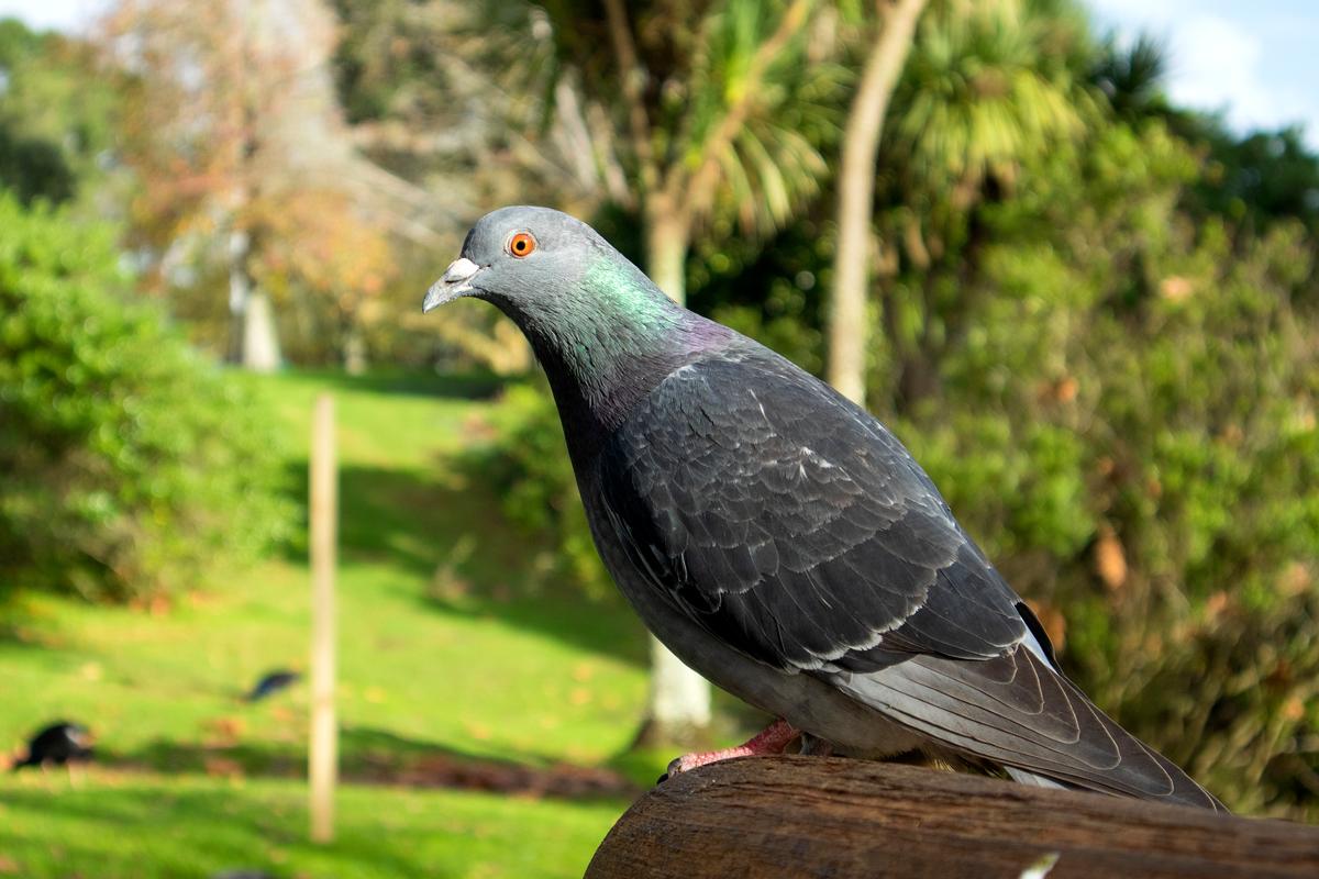 Bianka Atlas;Feathered Auckland resident