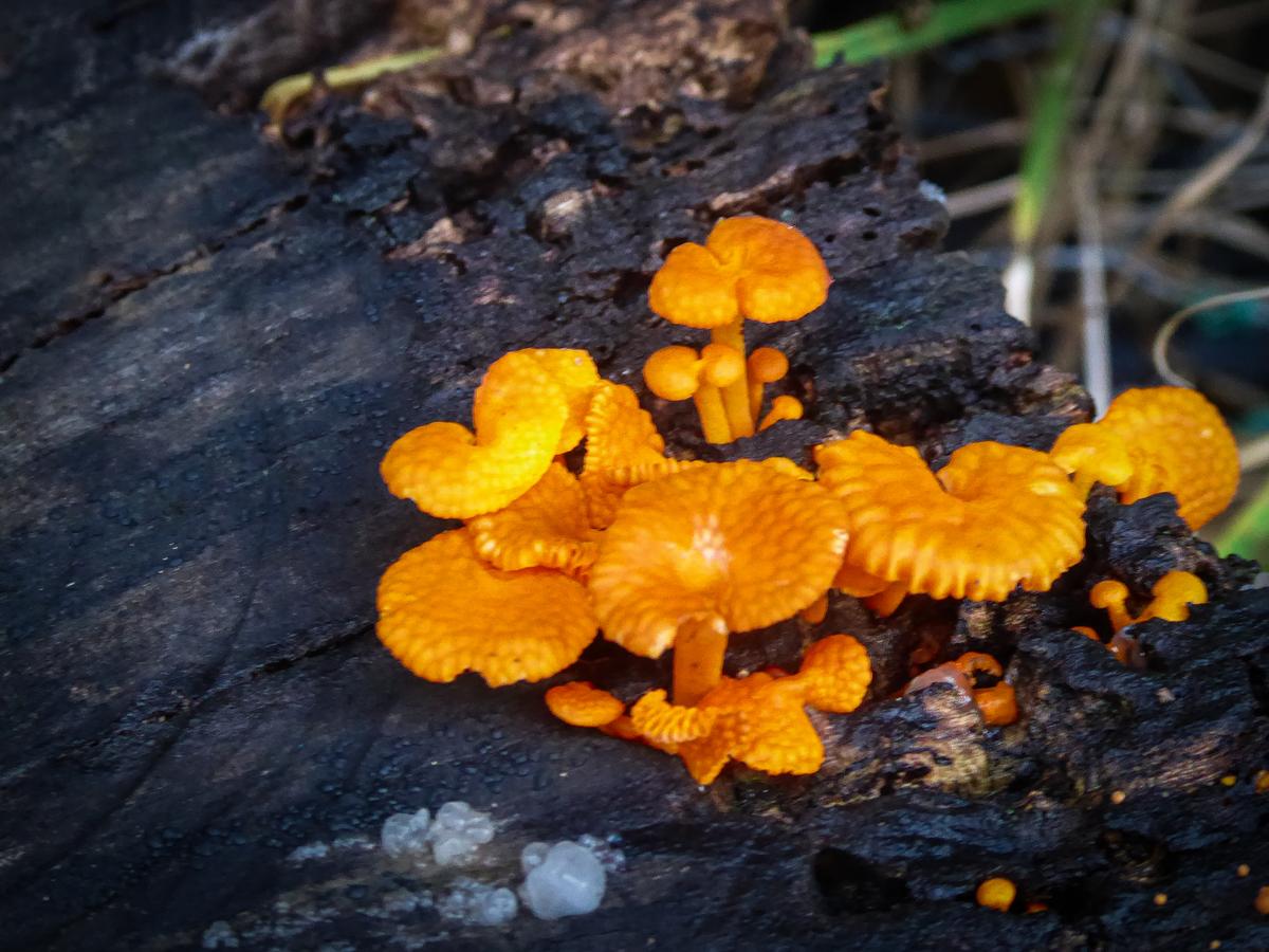 Niluk Ranaweera;A Colony of Fungi