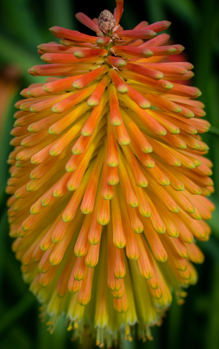 Abby Cullinan;3D Hot Poker;This picture has a joyful feeling with the colourful shades, the spiky texture and it looks 3D.