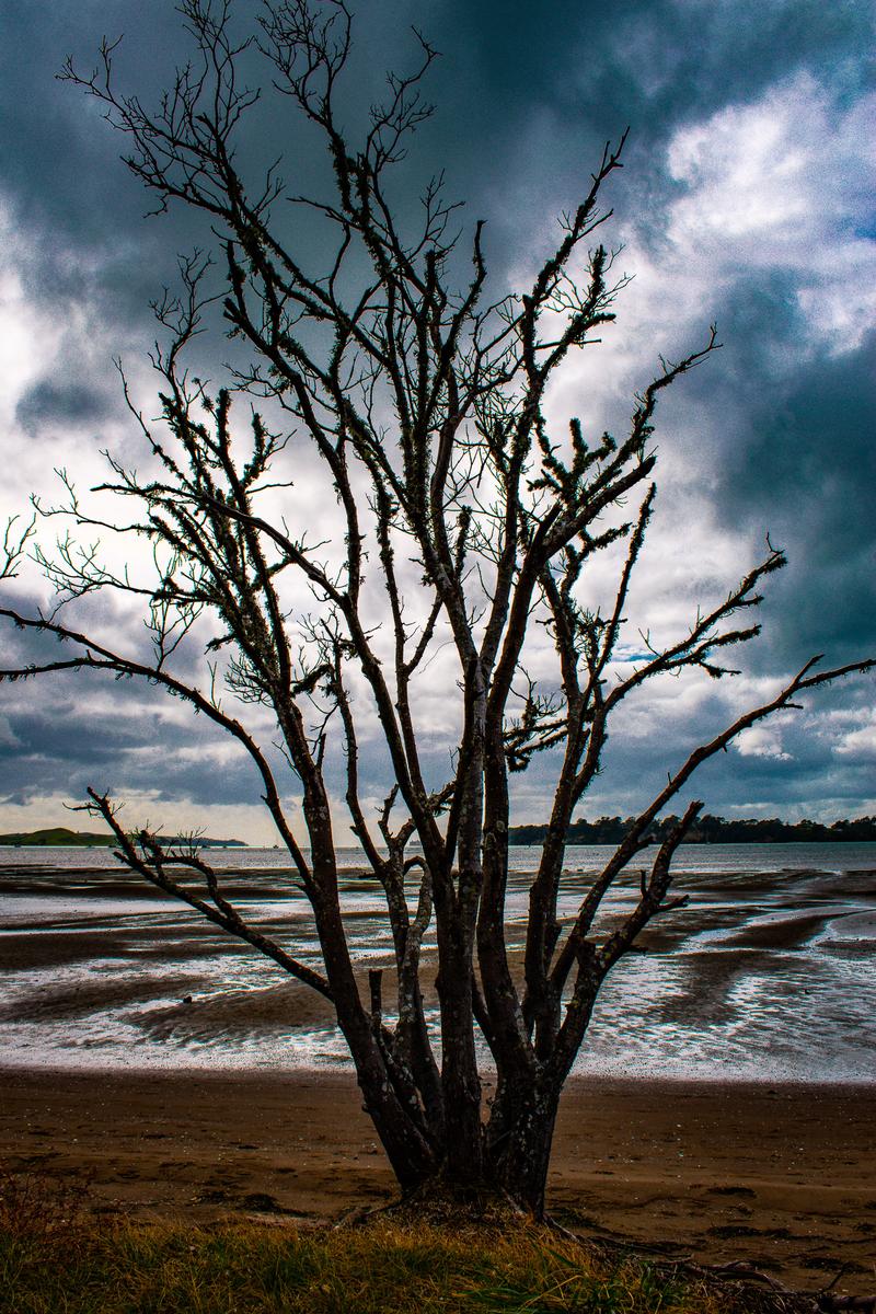 Abby Cullinan;Dramatic Tree;This gives you a spooky feeling because of the dramatic sky, the channel of light on the water and the spikiness of the dead tree.