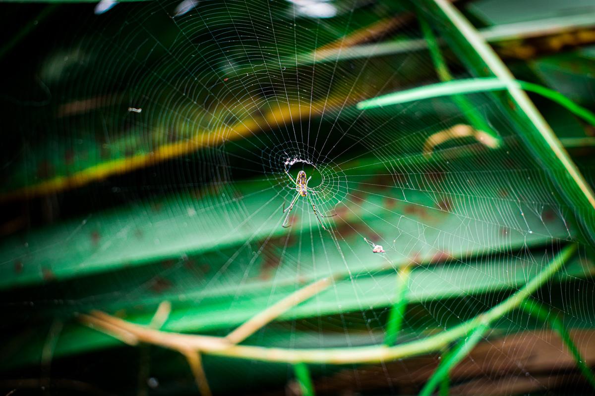 Abby Cullinan;Spooky Spider;The fine white web lines can give the impression of a spider swimming with the web being the expanding ripples.