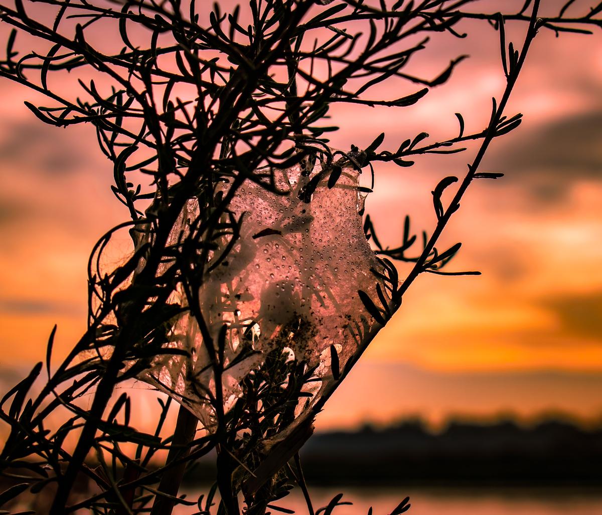 Abby Cullinan;Sunset Web;This gives you a spooky feeling with the blood red sunset, the spooky web and the tear droplets.