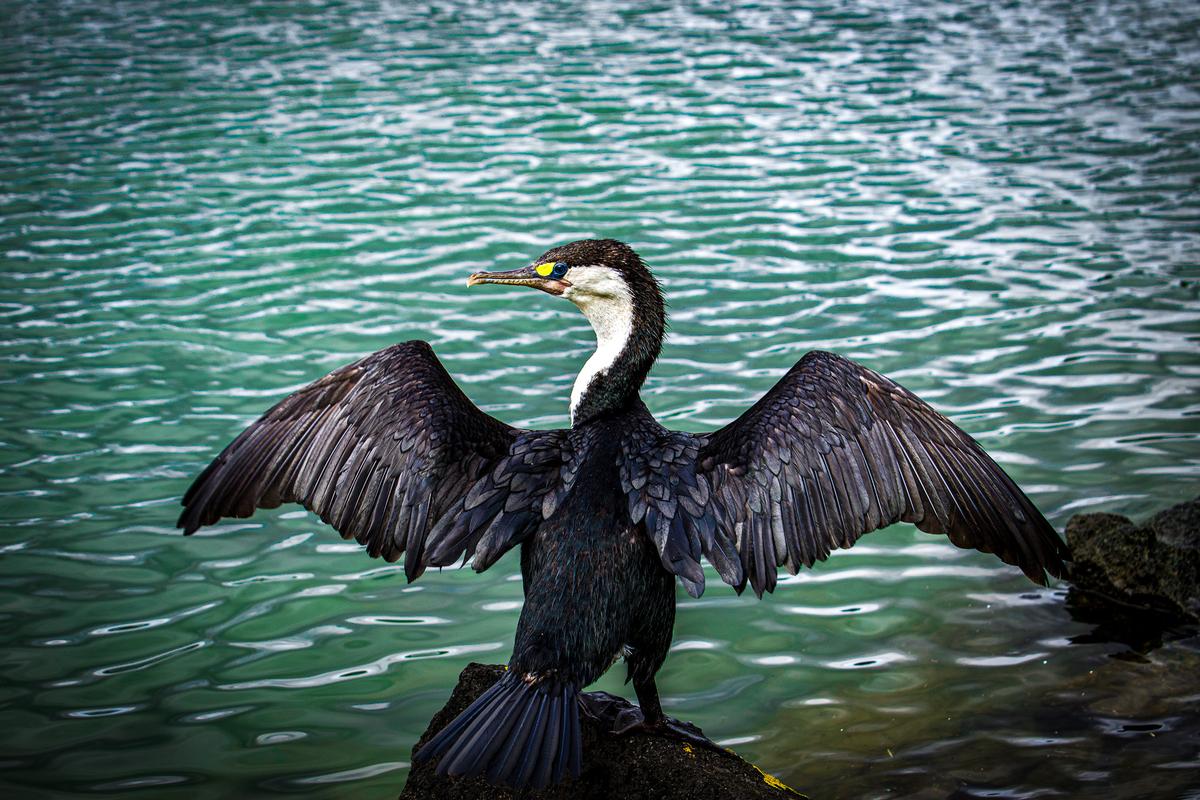Abby Cullinan;The Shag;The light, colours and texture can be seen clearly on the shag’s wings and this is nicely contrasted against the soft soothing water.