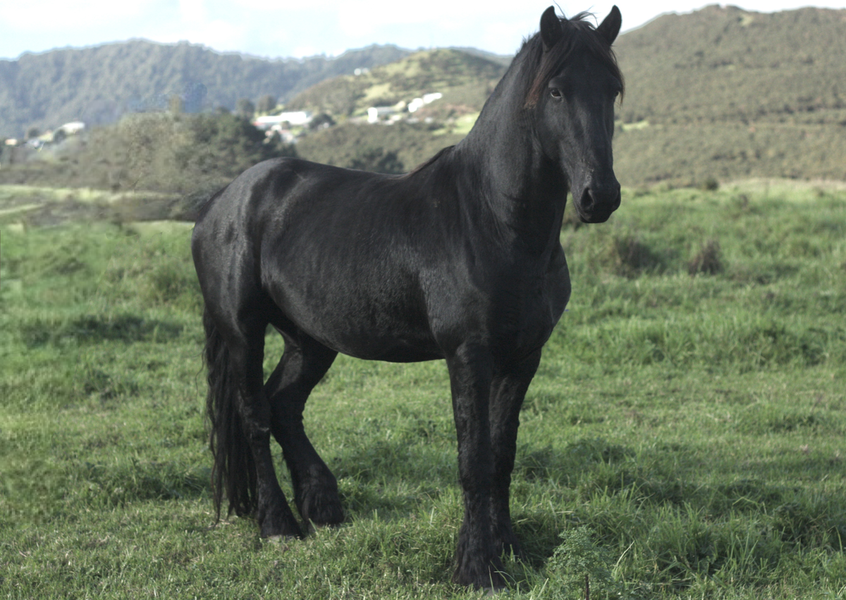 Aotea Taylor;The Black Stallion