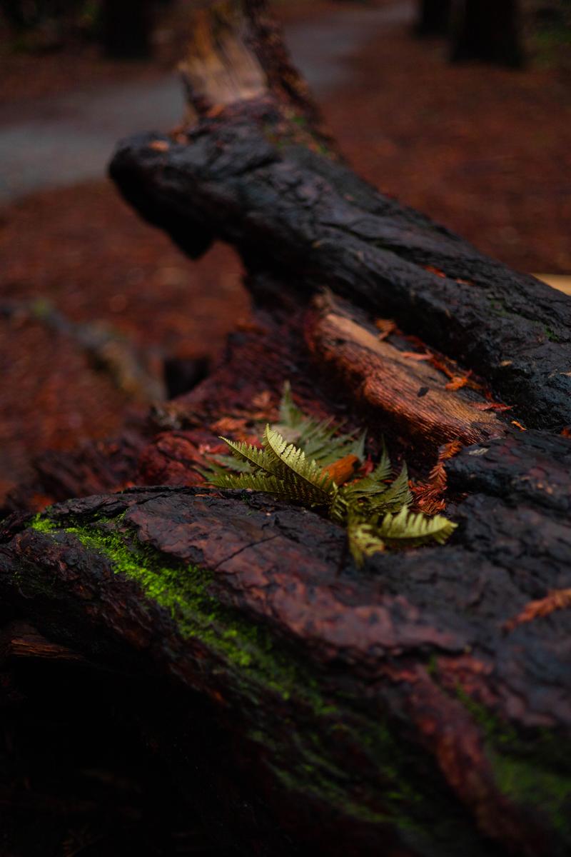 Connor Barratt;Autumn Fern;An Autumn Fern on a mossy log