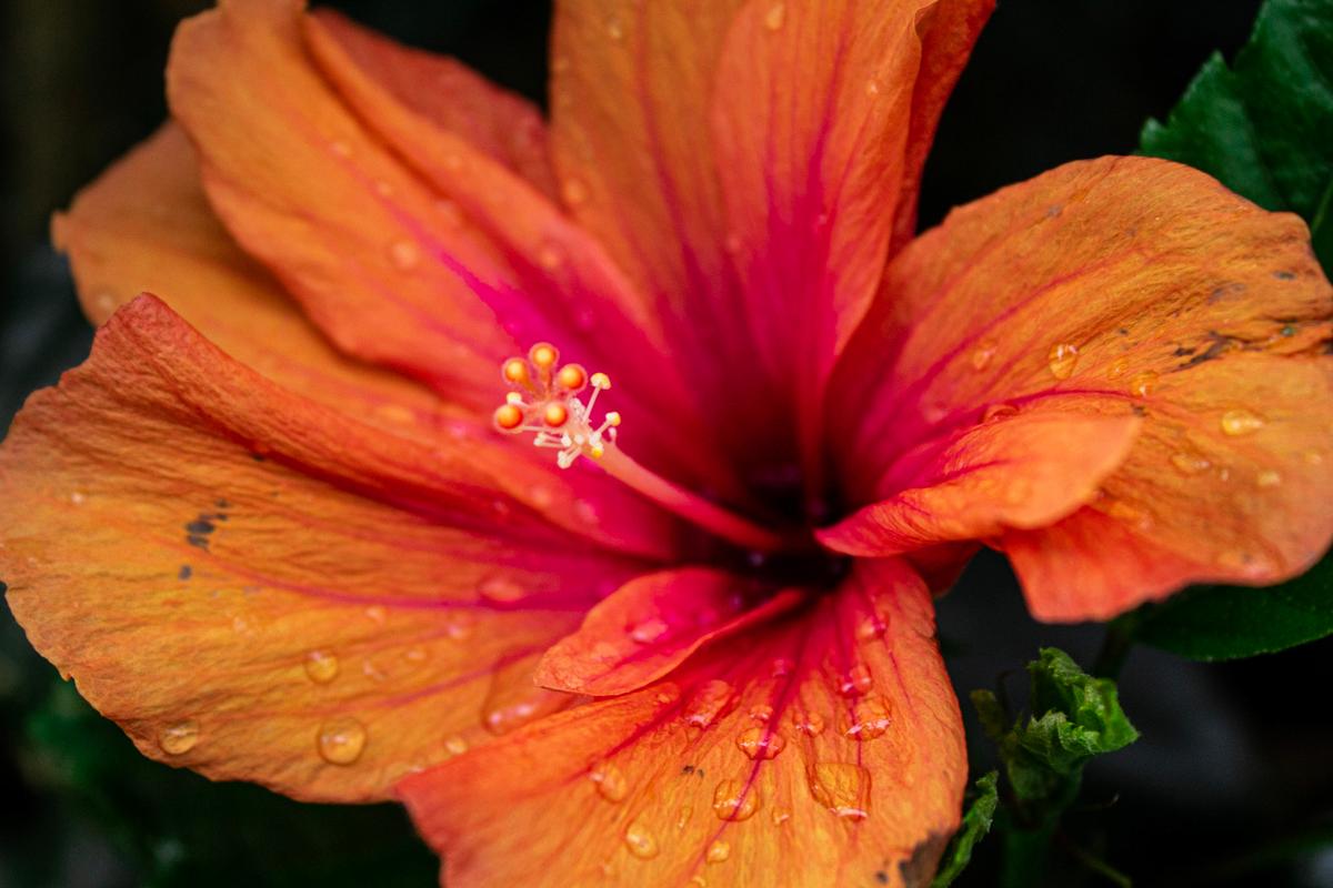 Karla Tremain;A Blossom's Inner Glow;In a world adorned with vibrant hues, an orange hibiscus flower emerges as a captivating emblem of nature's radiant splendor. This striking photograph, with its tightly cropped focus on the delicate petals and fresh raindrops, radiates a warmth, and invites us into its  depths, to discover what lies deeper.