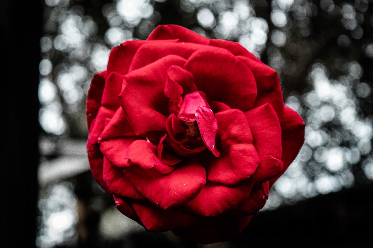 Karla Tremain;Bursting out of the blackness;Bursting out of the blackness a single red rose bursts forth with timeless elegance, commanding attention against a blurred background.  The blurred background lends an air of mystery, as if the rose stands as a beacon of vibrant beauty.