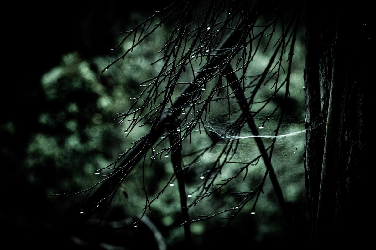 Karla Tremain;The Weaving of the Forest;In the heart of the moody forest, a mesmerising sight awaits the keen observer. Behold this captivating moment in time, where an intricate spider web strongly stands after a torrential downpour.  This is nature at its best. Immerse yourself in this enchanting scene, as the forest whispers and the raindrop build until they reach their tipping point