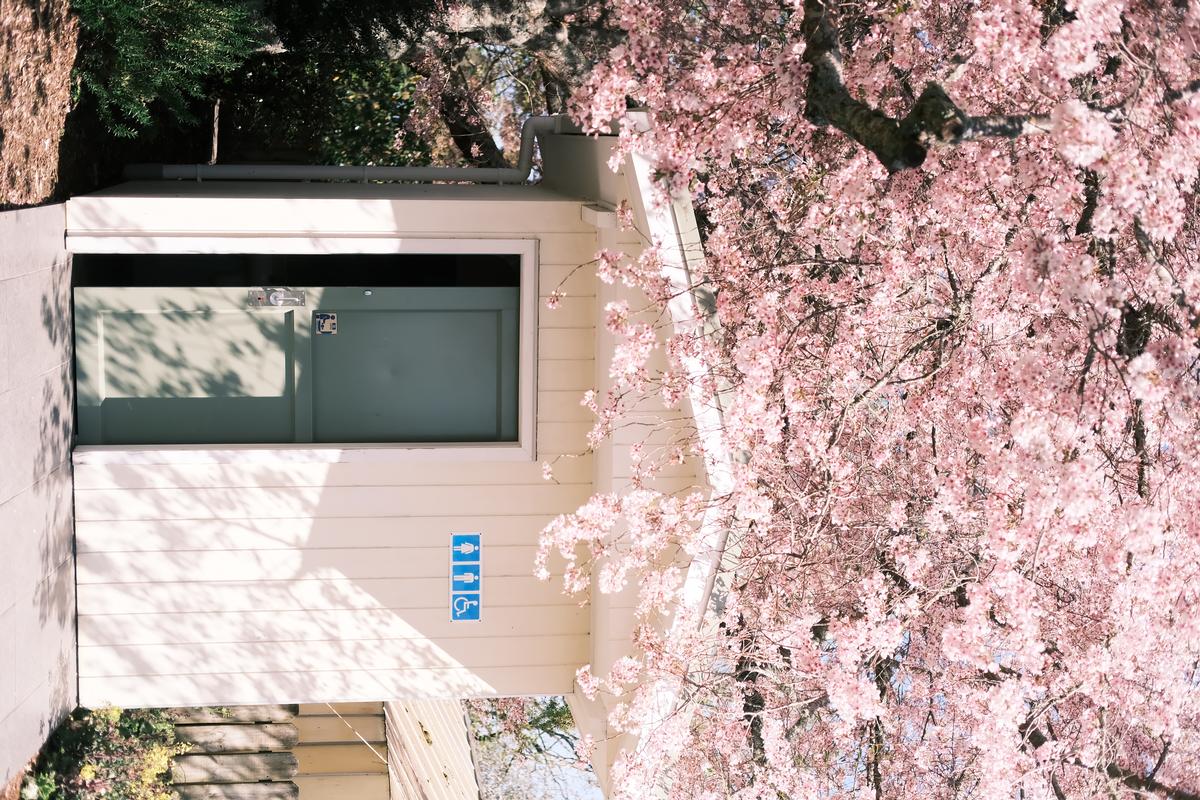 Lan Yang;cherry blossom