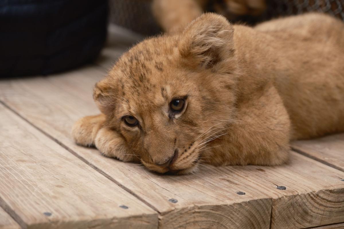 Minxi Sun;Tired lion cub