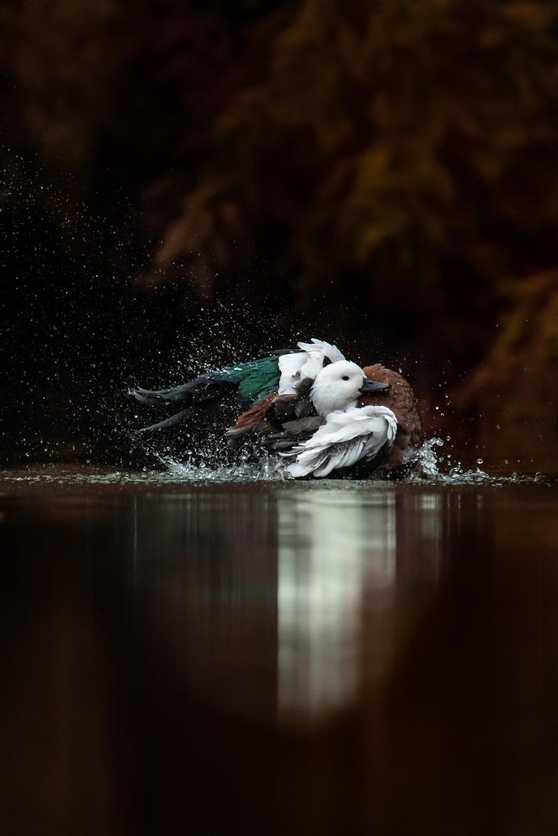 Sophie Hansen;Bath Time;A Paradise Shelduck having a bath on the pond with the autumn leaves behind her.