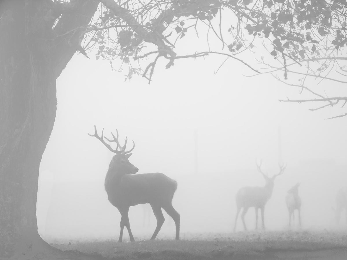 Sophie Hansen;Stag In The Fog;A stag in the morning fog.