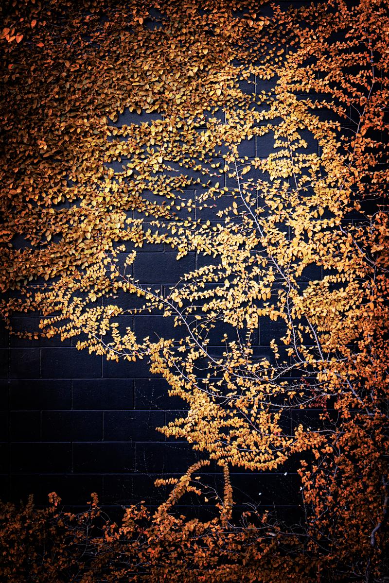 Hillary Ho;The wall;The golden vines crawling on the wall spark limitless imagination.