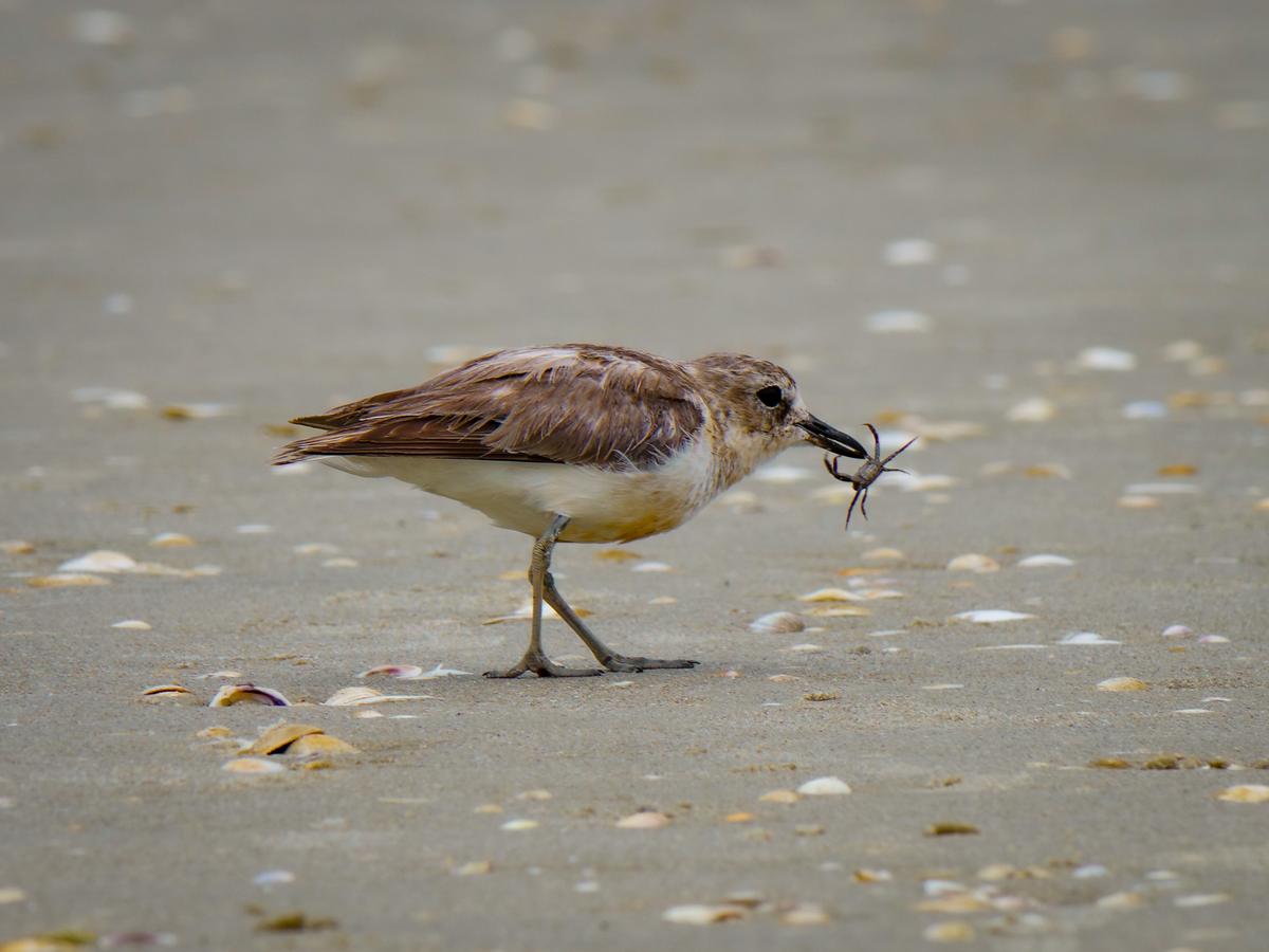 Jesse Radford;Dotterel With Crab;A dotterel was hunting this crab, where it was slowly removing the legs as it went.