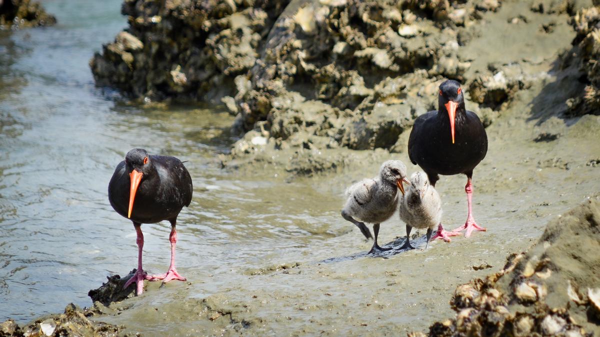 Jesse Radford;Family of Oyster Catchers;This is a favorite photo of mine, as it shows a humorous scene of a family day out with arguing kids.