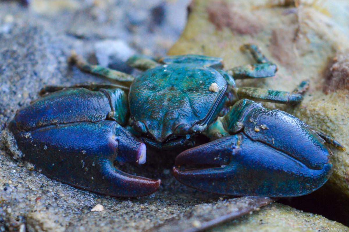 Jesse Radford;Blue Half Crab with Half Nipper;I found this blue half crab with half a nipper, and I love the vibrant colours in their shells.