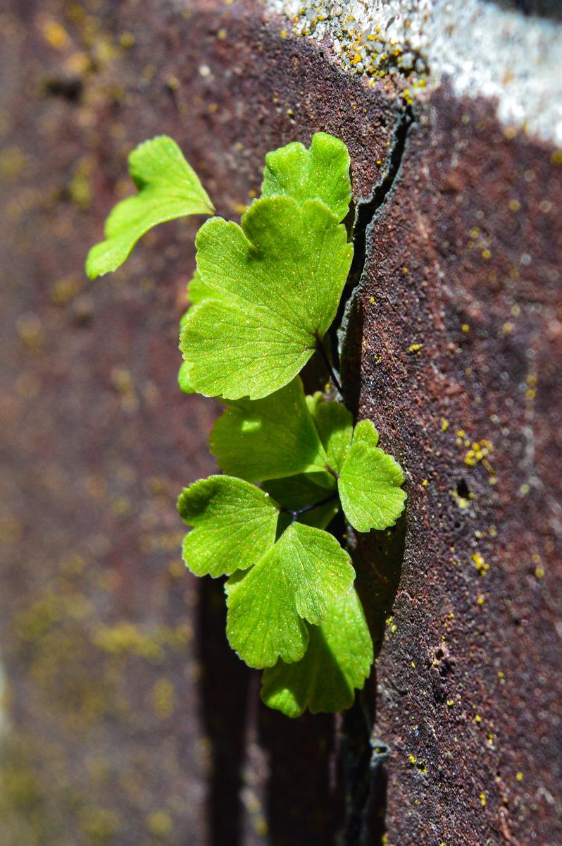 Jesse Radford;A Crack in the Wall;A small plant grows out of a crack in a brick, how it got there remains a mystery.
