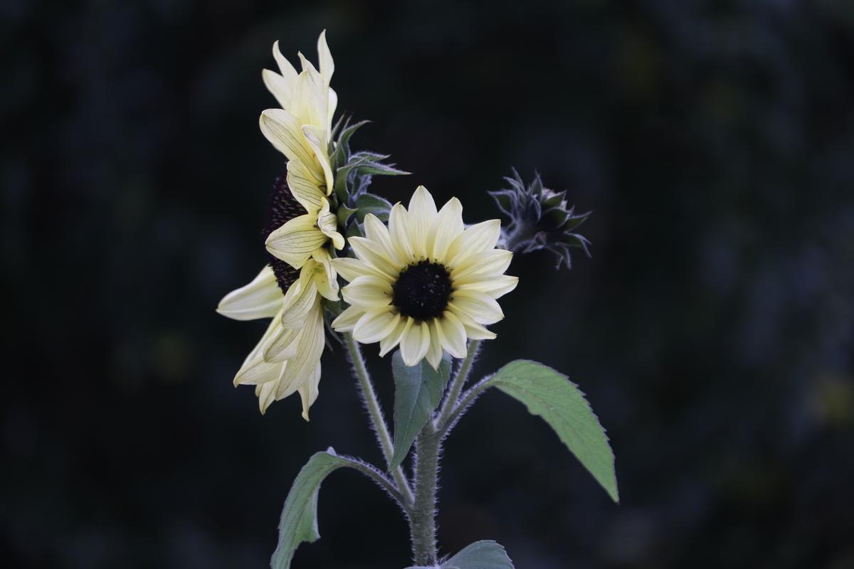 Juniel Caboverde;Sunflower;Sunflower in my parents garden