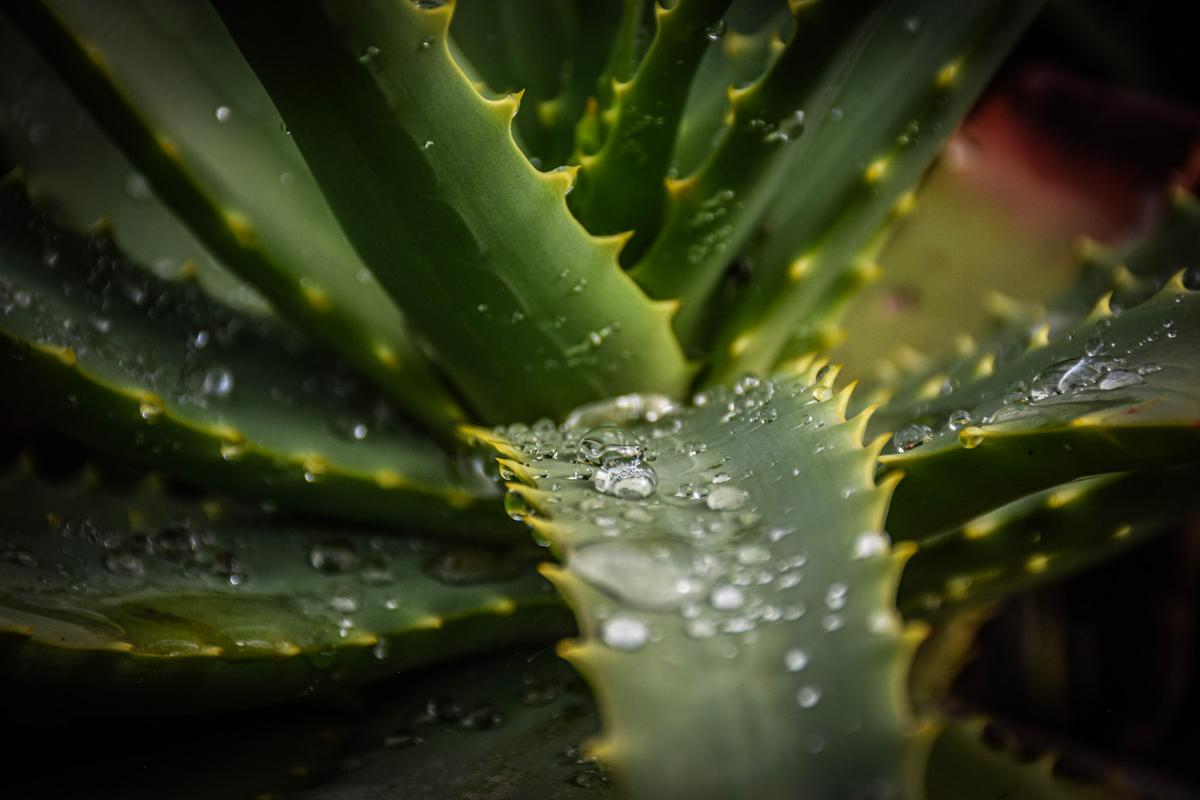 Nandan Ambani;Spikey Dew;The dew on plants represents new beginnings to me
