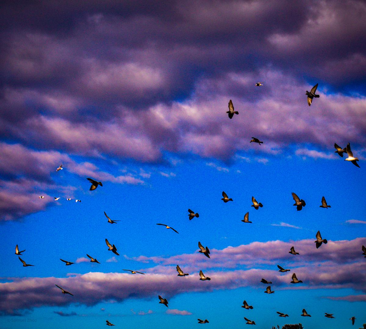 Samuel Zhou;Flying Birds;Photo taken at Tahuna Torea.