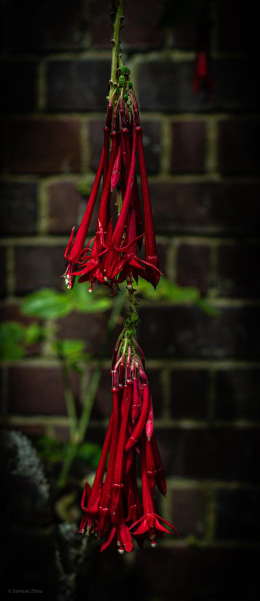 Samuel Zhou;A spot of red;Photo taken at the Auckland Winter Gardens