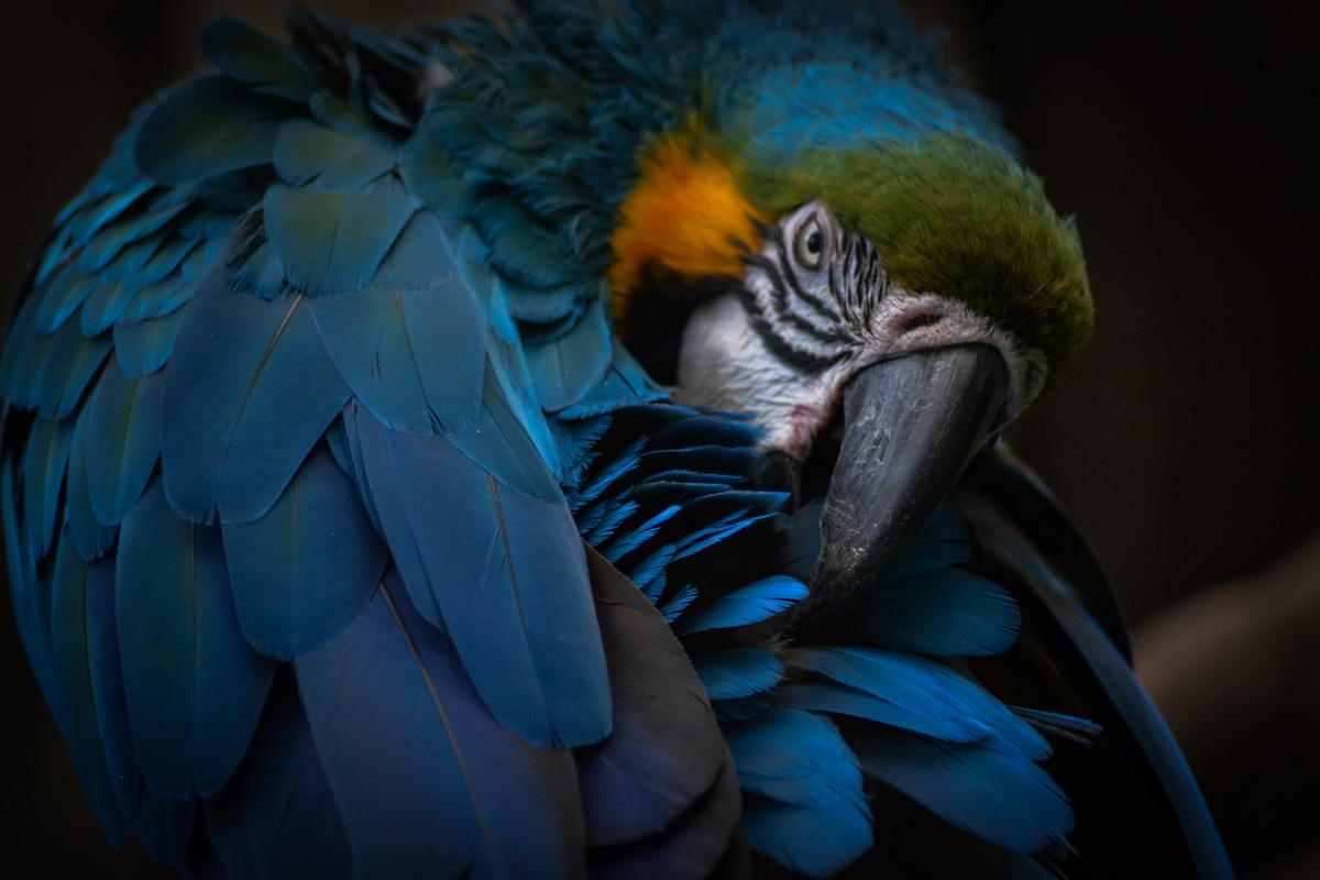 Shafeek Allie;An intent stare;A blue and yellow macaw in a bird rescue sanctuary preens itself