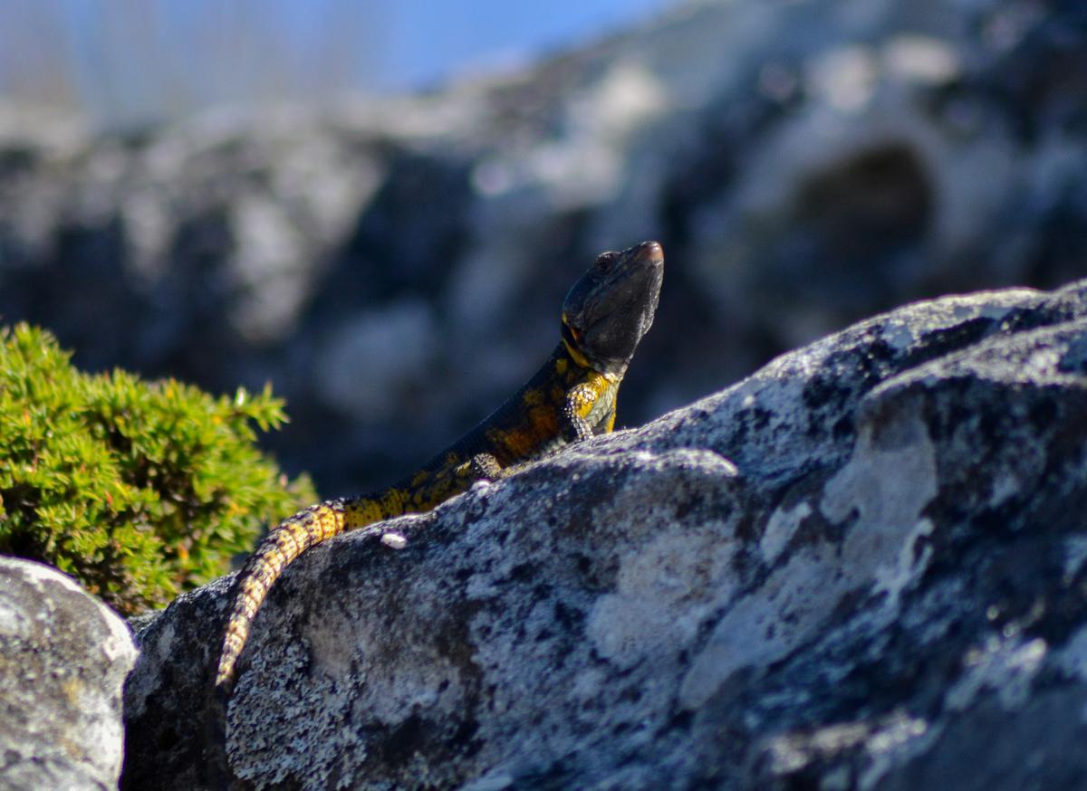 Shafeek Allie;a regal reptile;A western cape crag lizard basks