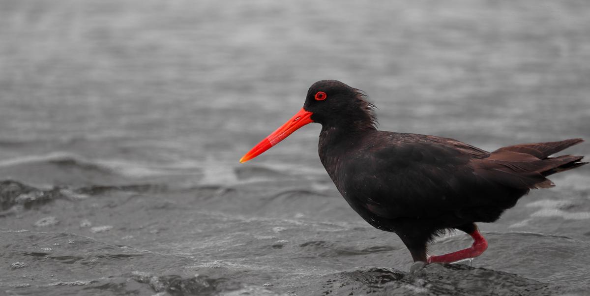 Shafeek Allie;A flash of red;The scarlet legs and beak of the oystercatcher