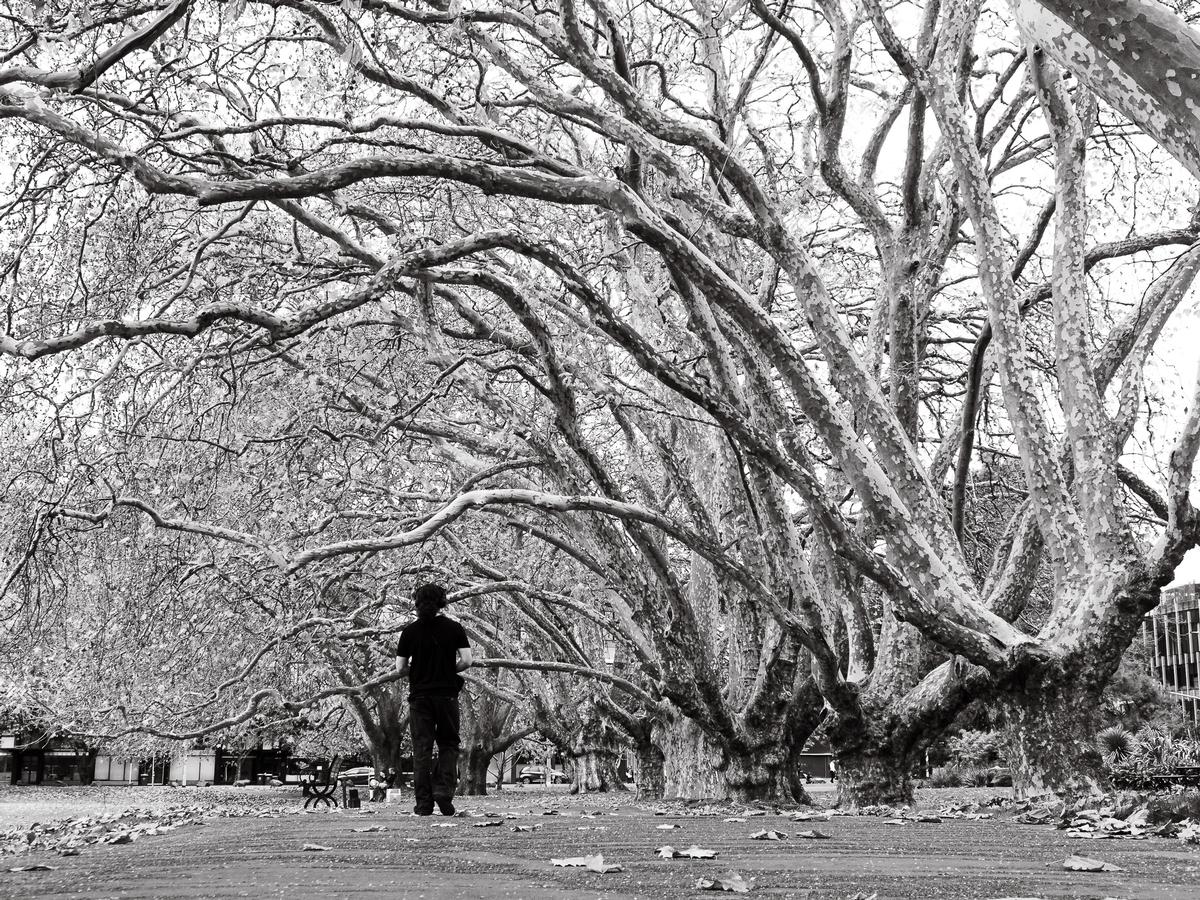 Alex Stammers;Spooky Trees