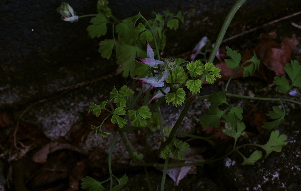 Aurelia Fraser;Through the Cracks