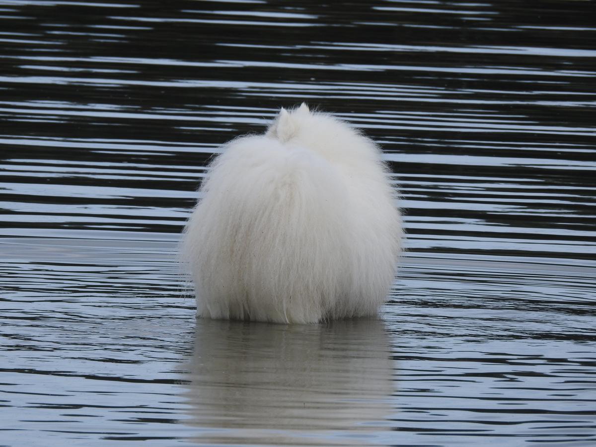 Linda Gomas;Bubble Bobble