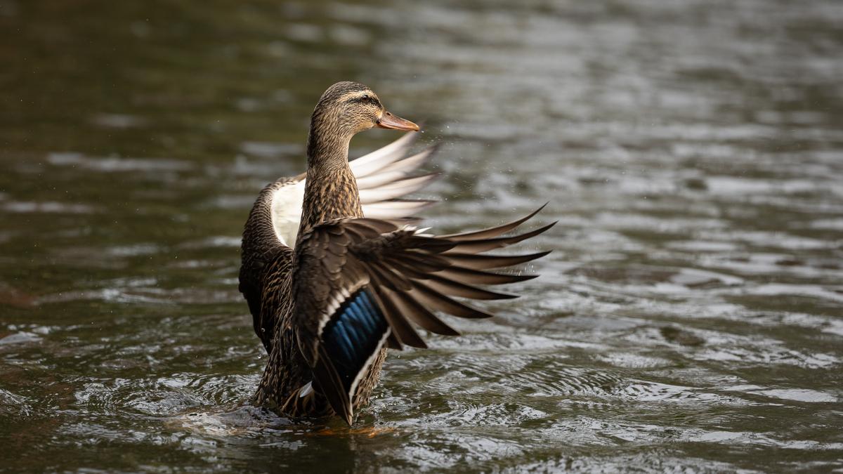 Martin Heffer;Duck dance in the Auckland Domain