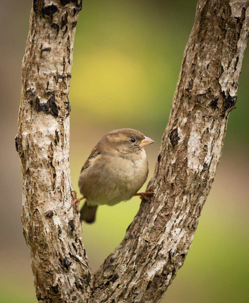 Martin Heffer;Sparrow Splits