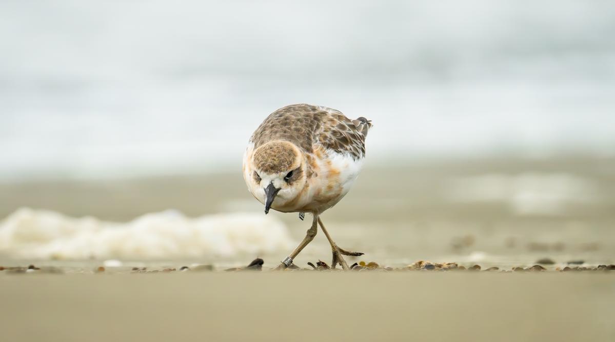 Sharon Souproanuck;Wenderholm dotterel ESA