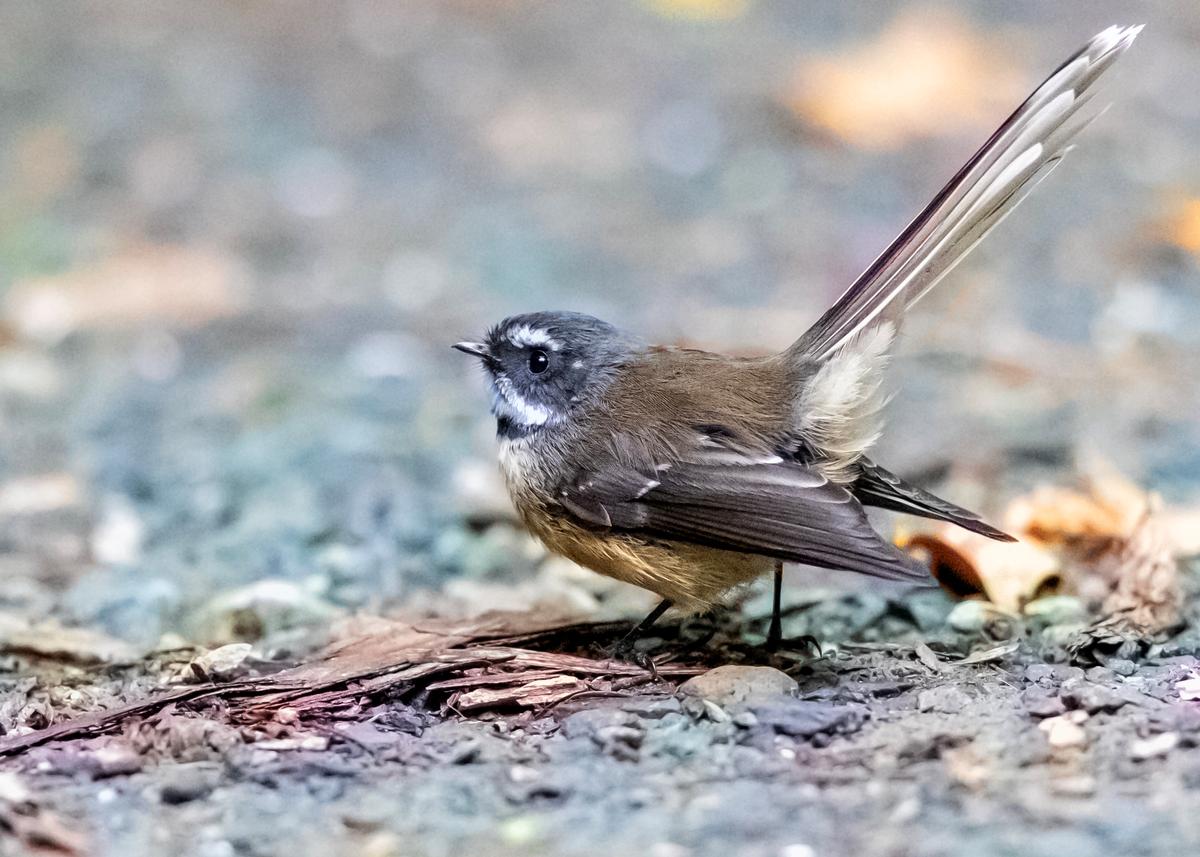 XIAO BIN WANG (Bill Wang);I love fantails