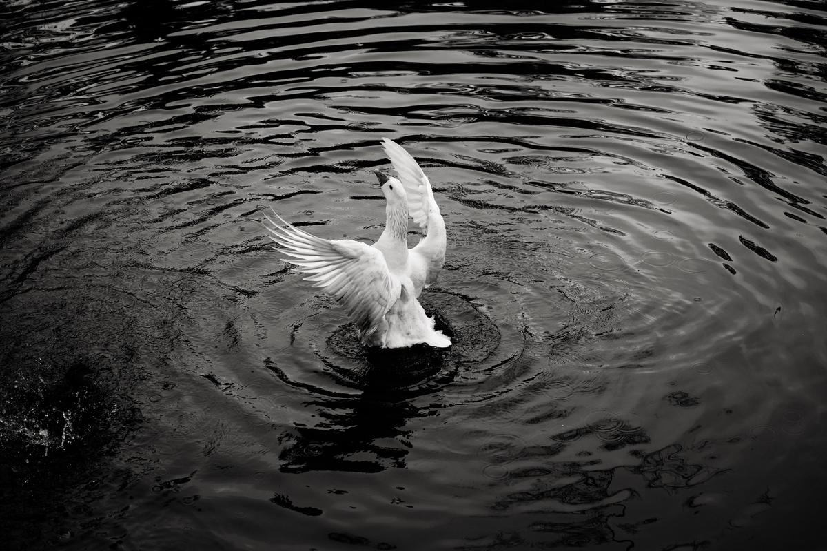 Ziyang (Dominic) WANG;Ballet in Nature: A White Goose Dances on A Pond and Shows off Her Wings