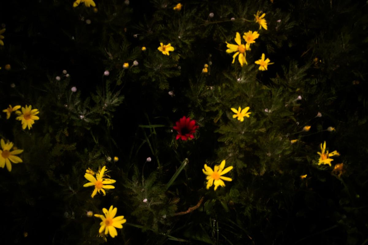 Connie Li;Yellow & Purple;I was drawn to the contrast between the yellow and purple flowers in the dark. The purple flower stands alone, surrounded by yellow ones, which made me think about individuality, difference, and standing out in a crowd. This photo is about seeing beauty in what makes us unique.