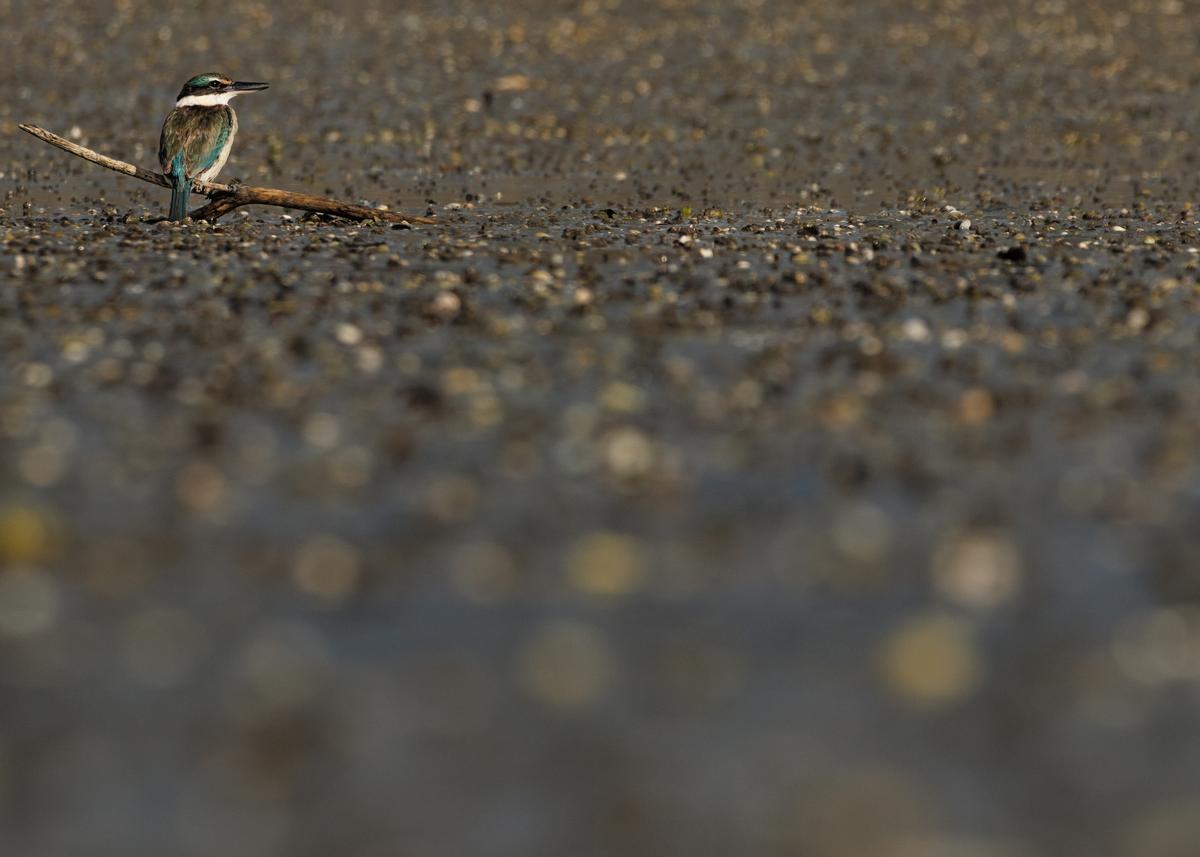 Daniel Clay;Sacred Sustainability;I took this photo of a Sacred Kingfisher at Tahuna Torea Reserve in East Auckland. I used the rule of the thirds to make up for my lack of focal length and get a clean and interesting frame. This photo captures one element of Auckland's beautiful biodiversity, consequently allowing the audience to appreciate the nature which resides within our Tamaki Makaurau and helps support the idea of making changes to support the sustainability of the whenua which we reside on today. As an audience and individual we want a sustainable Auckland where stunning birds such as the Kingfisher can live on for generations to come.
