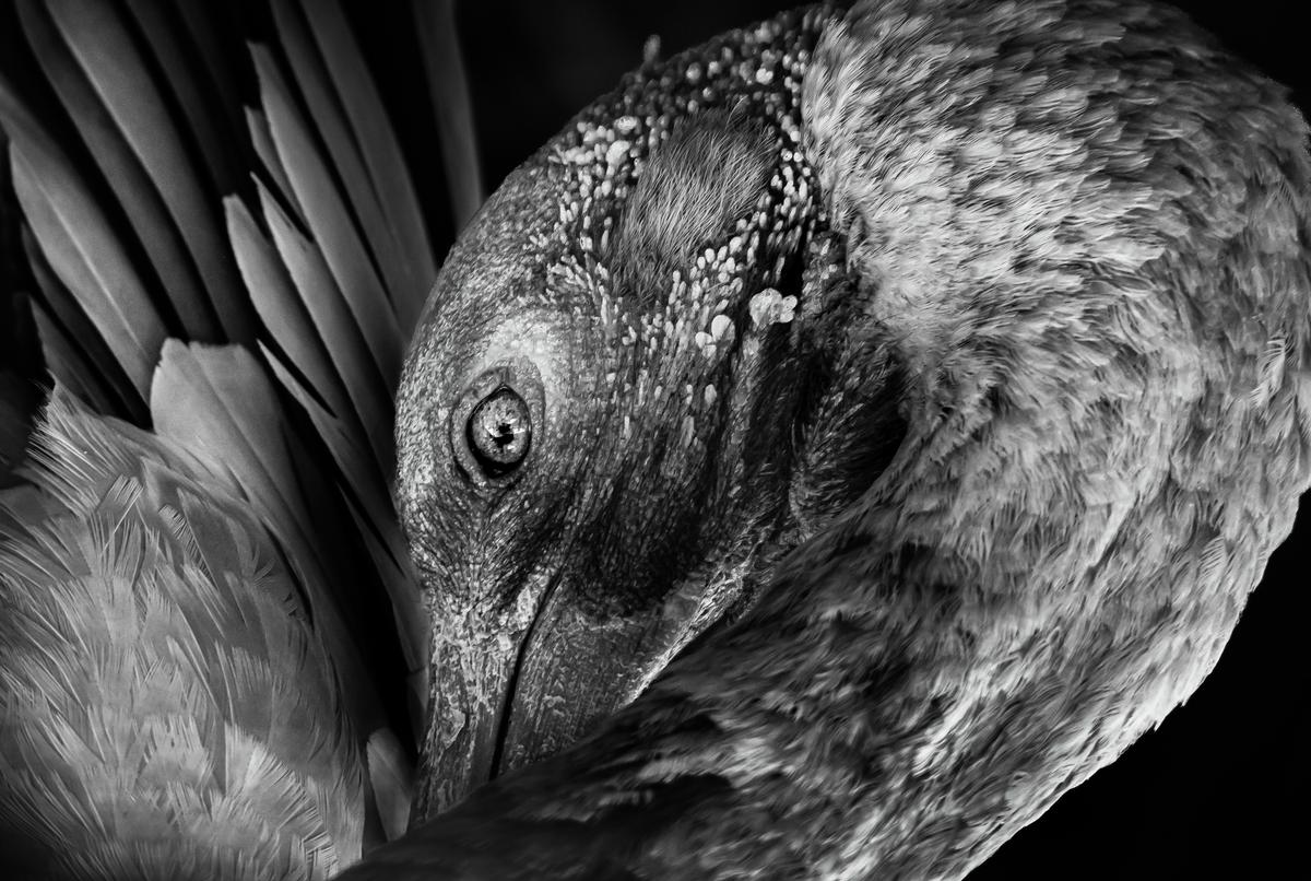 Eric Chen;GAZE;The gaze from nature
