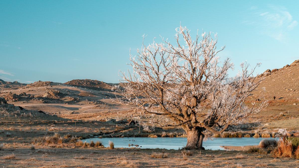 Joel Potter;Hoarfrost Clearing;The hoarfrost melts as the sun rises over Ophir