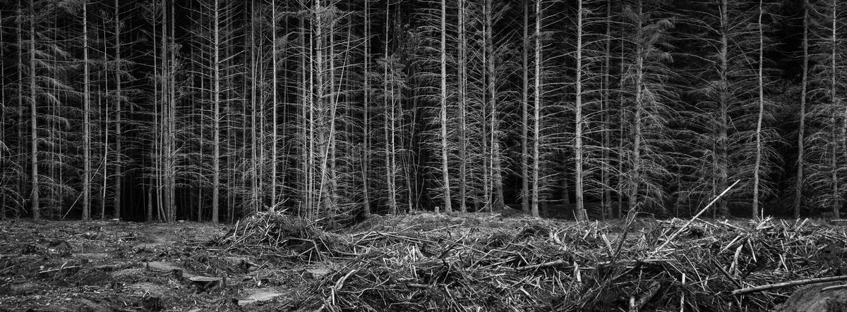 Joel Potter;Vestiges;The starkness of South Island forests due to human intervention