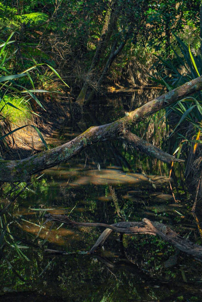 Nixon Lal;Lil Creek;A nice little creek in a lowkey, area in Auckland.