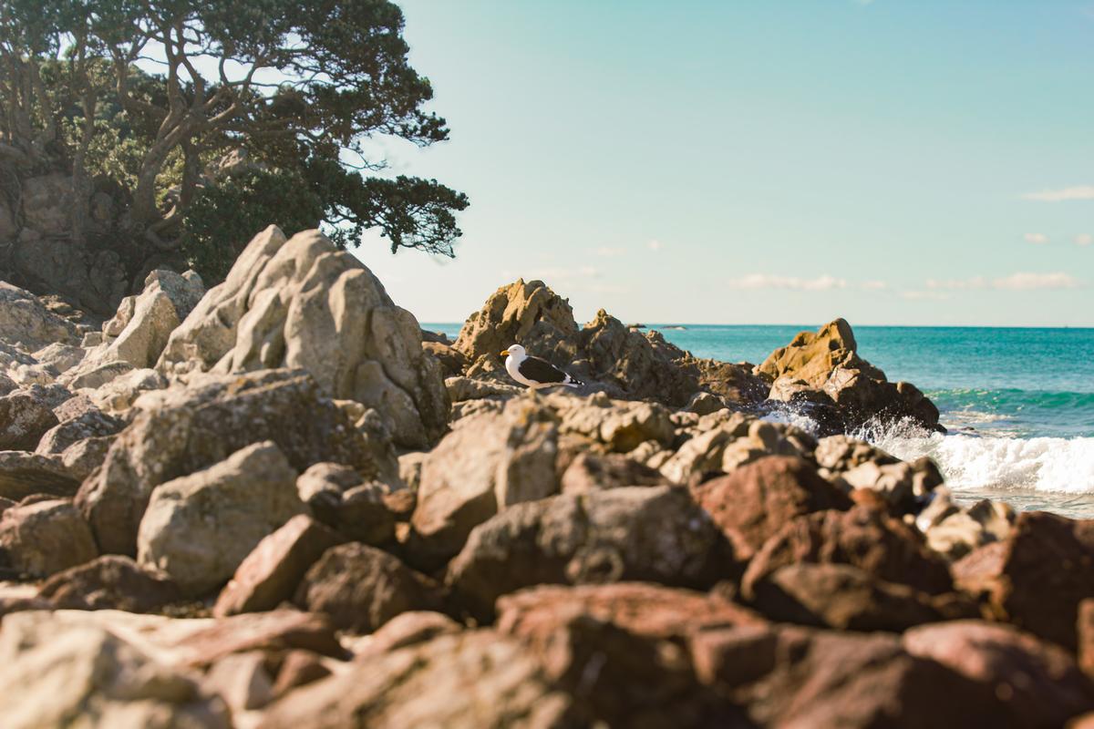 Nixon Lal;Seagull in paradise;A seagull chilling at Mt Maunganui in the rocks at the beach