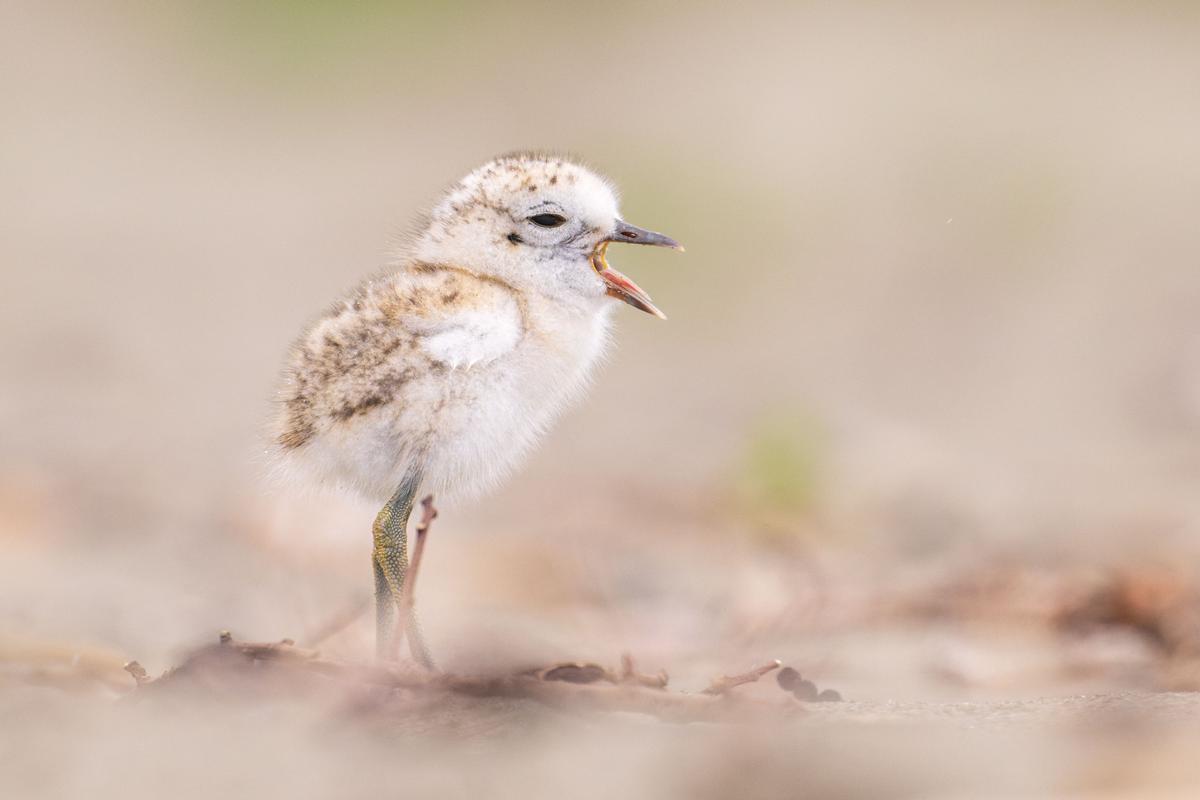 Saryu Mae;One of The Last: A Cry for the Future;The New Zealand Dotterel is a vulnerable shorebird found only in New Zealand. I photographed this chick on a beach in northern Auckland, one of the few places where they managed to breed last season. While taking this image, I witnessed people carelessly disturbing the nesting area. Through this photo, I hope to show both the delicate nature of these birds and the need to protect them.