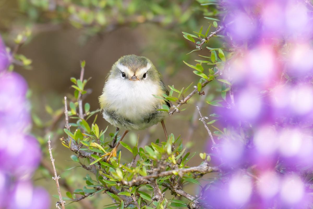 Saryu Mae;Eye Contact Through the Lupins;The Rifleman | Tītitipounamu is the tiniest bird species in Aotearoa. During my time in Fiordland, I had a special encounter with a curious individual—an unforgettable moment when it emerged from a patch of blooming lupins.