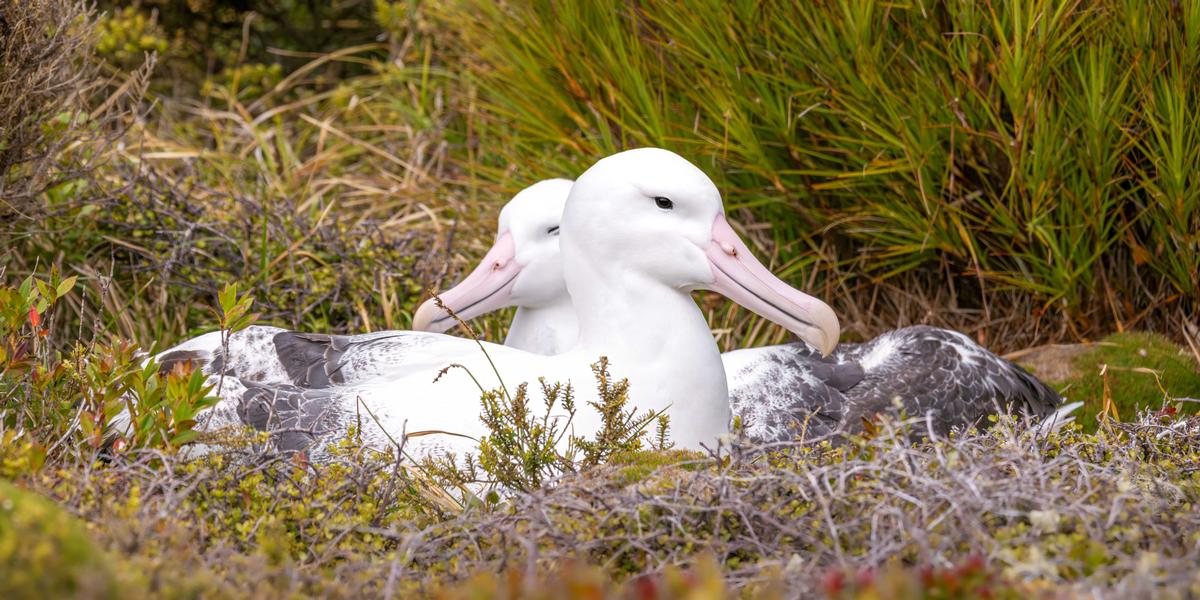 Saryu Mae;Affection;The Toroa, or Southern Royal Albatross, is a vulnerable species that breeds on the remote Auckland Islands south of New Zealand. These birds are known for forming long term pair bonds, and this tender moment between a pair beautifully captures that connection. During my visit to the islands earlier this year, the lighting was harsh for most of the day   but just as these two interacted, a passing cloud softened the light, giving me the perfect opportunity to capture the scene.  Strict guidelines were in place to ensure the birds were not disturbed, and we made sure to observe them respectfully from a safe distance, preserving the peace of their natural habitat.