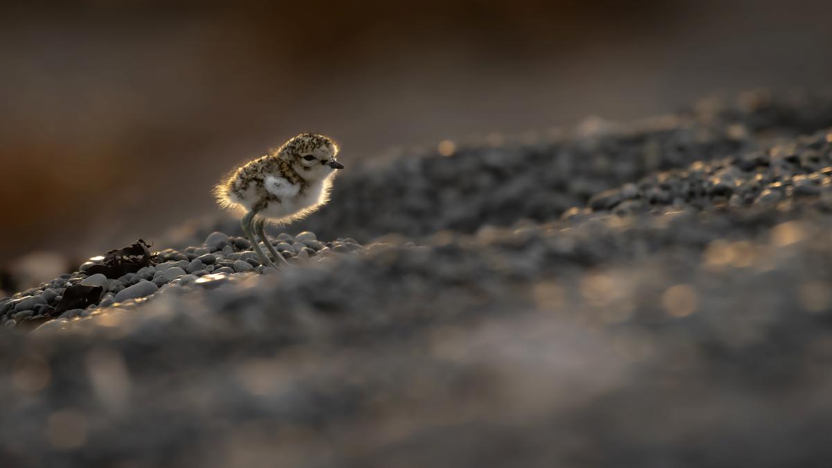 Saryu Mae;On its own;The Banded Dotterel, or Pohowera, is a shorebird found only in New Zealand. While visiting Kaikoura, I encountered a tiny chick darting along the beach, with one of its parents keeping a watchful eye from afar.