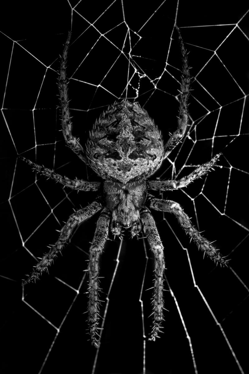 Saryu Mae;Nocturnal Predator;The majority of New Zealand’s spiders are active at night, and Cryptaranea atrihastula is no different. I photographed this individual in complete darkness within native bush in Auckland. To emphasize its nocturnal habits and highlight its intricate details, I chose to present the image in black and white.